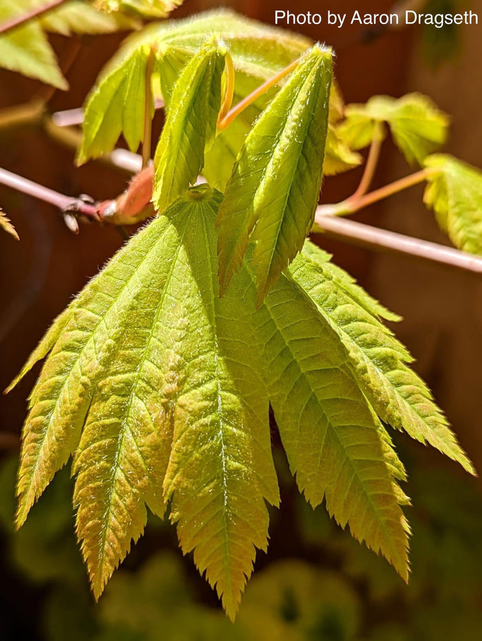 - Acer sieboldianum 'Yayoi gasa' Japanese Maple - Mr Maple │ Buy Japanese Maple Trees