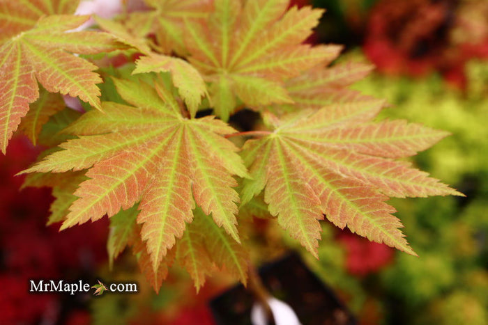 - Acer sieboldianum 'Yayoi gasa' Japanese Maple - Mr Maple │ Buy Japanese Maple Trees