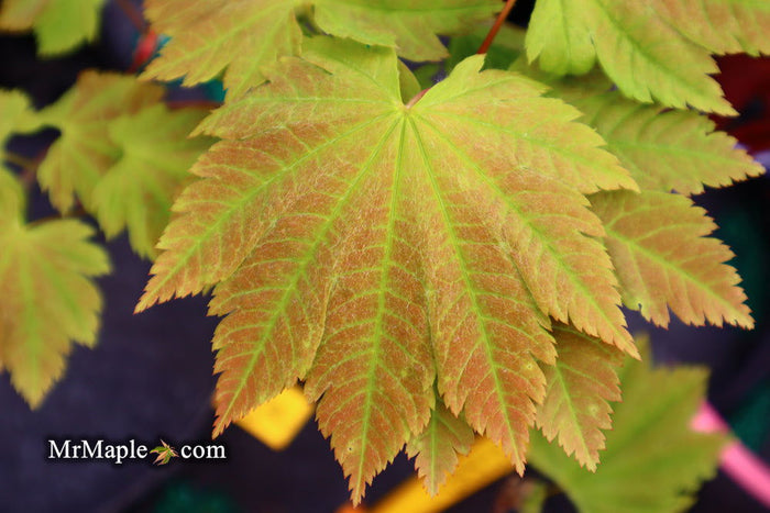 - Acer sieboldianum 'Yayoi gasa' Japanese Maple - Mr Maple │ Buy Japanese Maple Trees