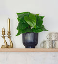 Artificial Anthurium