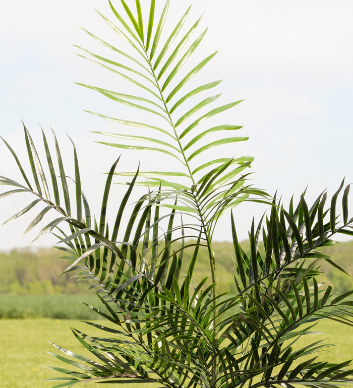 Artificial Areca Palm (UV protected)