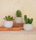 Artificial Mini Succulent & Pot