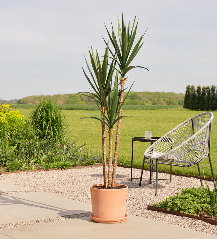 Artificial Yucca Plant (UV protected)