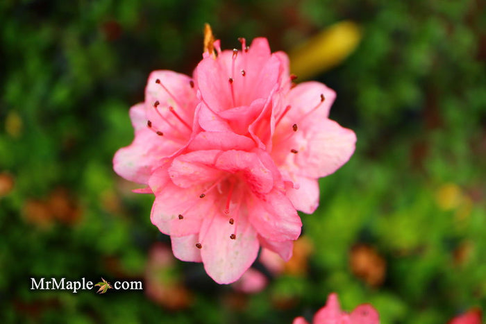 - Azalea 'Blaauw's Pink’ Pink Flowering Kurume Azalea - Mr Maple │ Buy Japanese Maple Trees