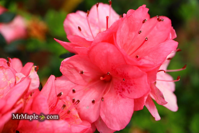 - Azalea 'Blaauw's Pink’ Pink Flowering Kurume Azalea - Mr Maple │ Buy Japanese Maple Trees