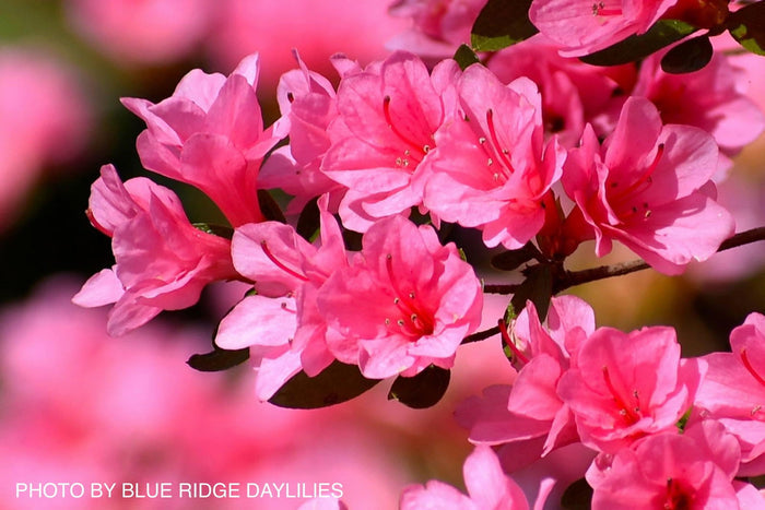 - Azalea 'Coral Bells’ Coral Pink Flowering Kurume Azalea - Mr Maple │ Buy Japanese Maple Trees