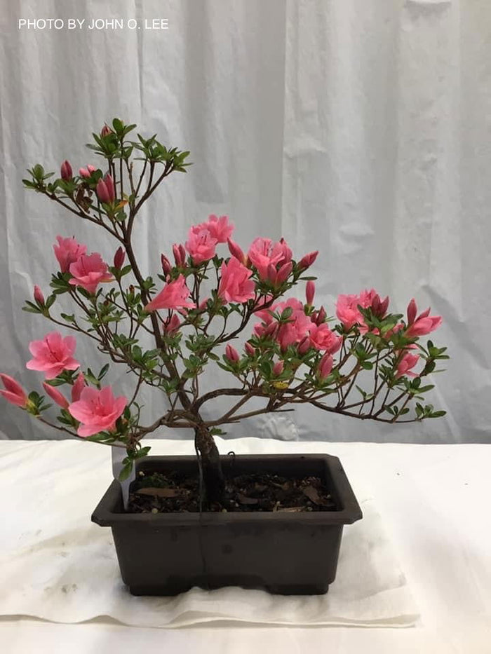 - Azalea 'Coral Bells’ Coral Pink Flowering Kurume Azalea - Mr Maple │ Buy Japanese Maple Trees