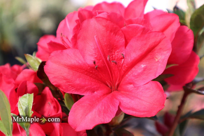 - Azalea 'Coronado Red' Red Evergreen Azalea - Mr Maple │ Buy Japanese Maple Trees