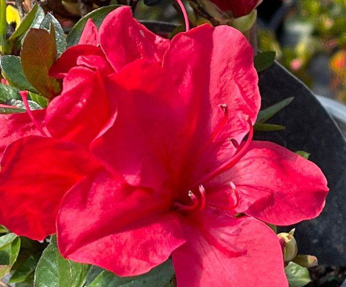 - Azalea 'Coronado Red' Red Evergreen Azalea - Mr Maple │ Buy Japanese Maple Trees