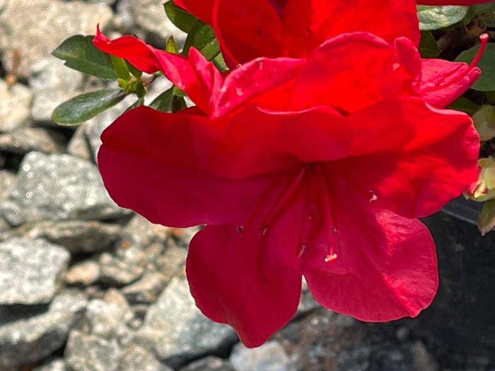 - Azalea 'Coronado Red' Red Evergreen Azalea - Mr Maple │ Buy Japanese Maple Trees
