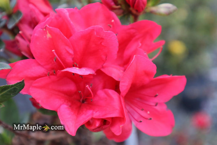 - Azalea 'Coronado Red' Red Evergreen Azalea - Mr Maple │ Buy Japanese Maple Trees