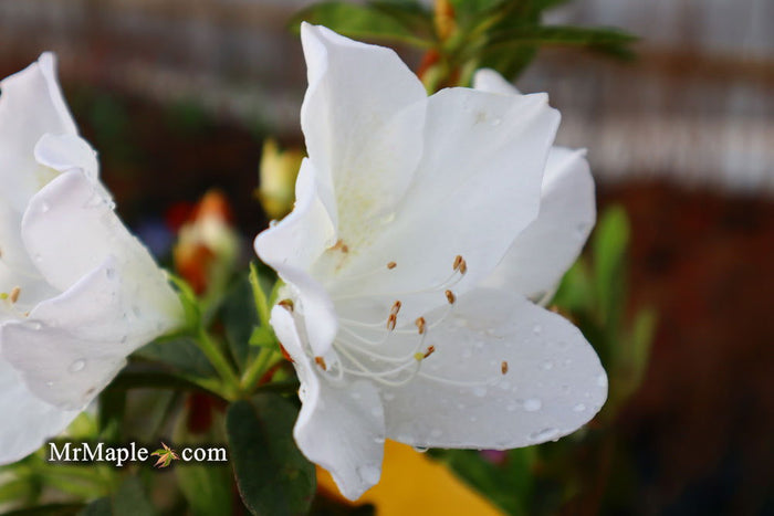 - Azalea 'G..G. Gerbing’ Southern Indica White Azalea - Mr Maple │ Buy Japanese Maple Trees