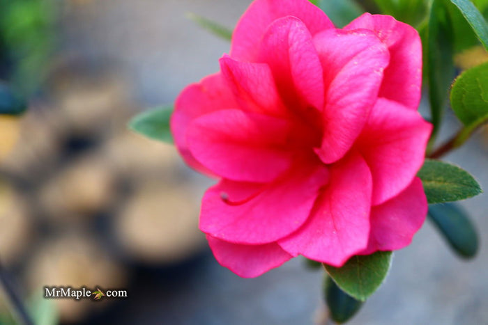 - Azalea 'Girard’s Christina Marie’ Evergreen Rose Pink Azalea - Mr Maple │ Buy Japanese Maple Trees