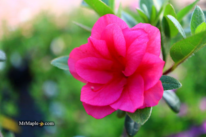 - Azalea 'Girard’s Christina Marie’ Evergreen Rose Pink Azalea - Mr Maple │ Buy Japanese Maple Trees