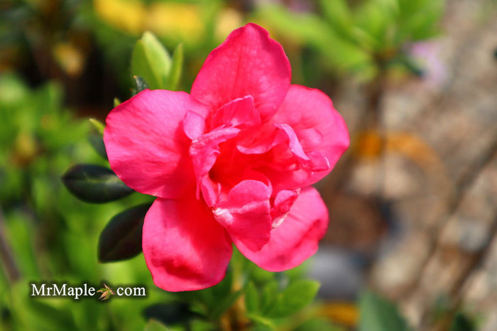 - Azalea 'Girard’s Christina Marie’ Evergreen Rose Pink Azalea - Mr Maple │ Buy Japanese Maple Trees