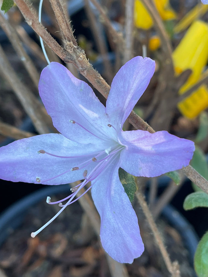 - Azalea 'Lilacina’ Lavendar Southern Indica Azalea - Mr Maple │ Buy Japanese Maple Trees