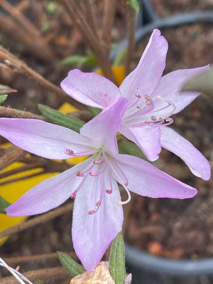 - Azalea 'Lilacina’ Lavendar Southern Indica Azalea - Mr Maple │ Buy Japanese Maple Trees