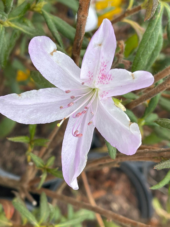 - Azalea 'Lilacina’ Lavendar Southern Indica Azalea - Mr Maple │ Buy Japanese Maple Trees