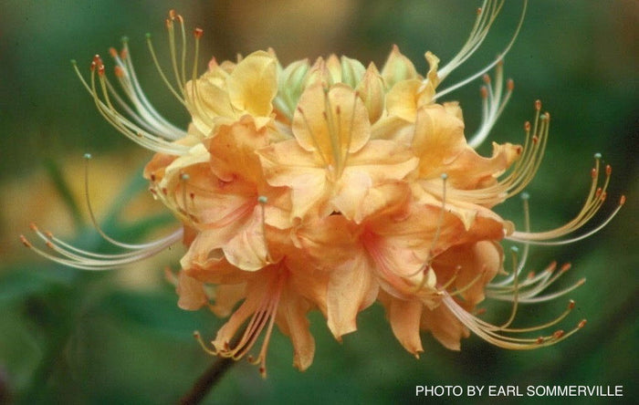 - Azalea 'Nancy' Native Azalea - Mr Maple │ Buy Japanese Maple Trees