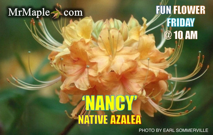 - Azalea 'Nancy' Native Azalea - Mr Maple │ Buy Japanese Maple Trees