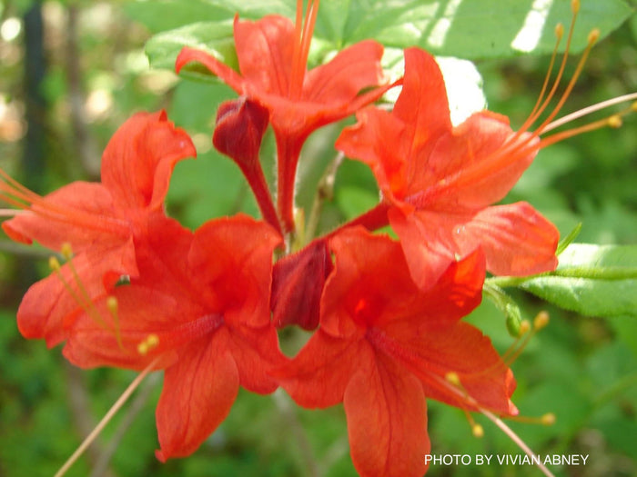 - Azalea 'N.E. Smith Nursery Red’ Oconee Native Azalea - Mr Maple │ Buy Japanese Maple Trees