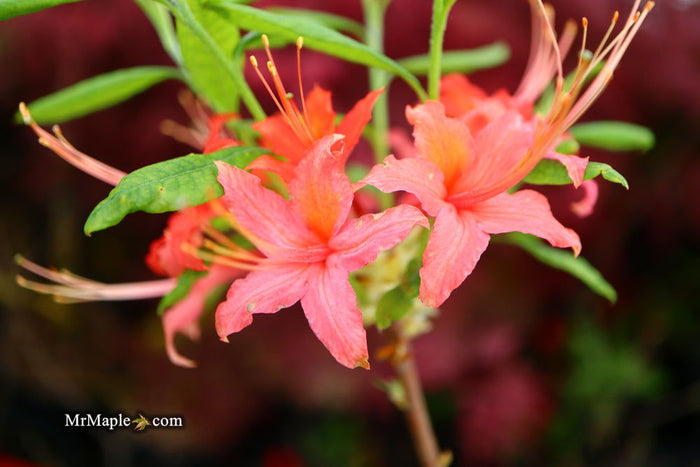- Azalea 'N.E. Smith Nursery Red’ Oconee Native Azalea - Mr Maple │ Buy Japanese Maple Trees