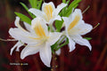 - Azalea 'Tom Corley’ Auburn Deciduous Azalea - Mr Maple │ Buy Japanese Maple Trees