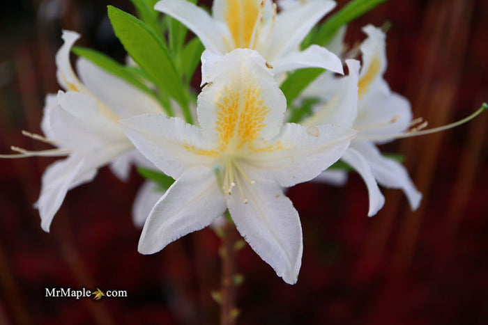 - Azalea 'Tom Corley’ Auburn Deciduous Azalea - Mr Maple │ Buy Japanese Maple Trees