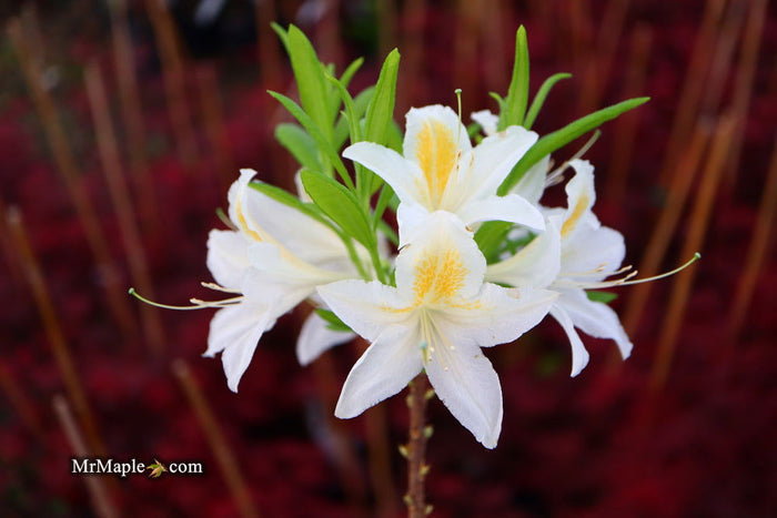 - Azalea 'Tom Corley’ Auburn Deciduous Azalea - Mr Maple │ Buy Japanese Maple Trees