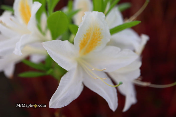 - Azalea 'Tom Corley’ Auburn Deciduous Azalea - Mr Maple │ Buy Japanese Maple Trees