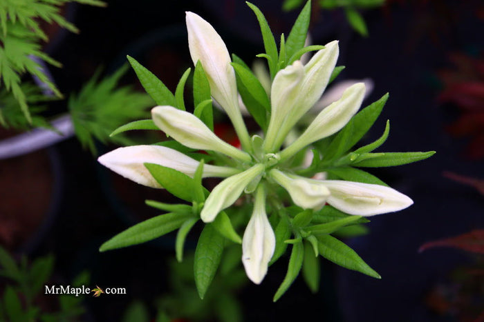 - Azalea 'Tom Corley’ Auburn Deciduous Azalea - Mr Maple │ Buy Japanese Maple Trees