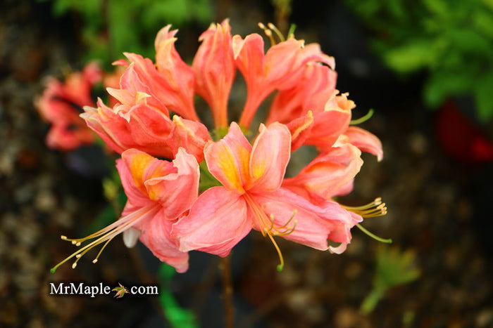 - Azalea 'Vineland #13’ Red Flowering Azalea Native - Mr Maple │ Buy Japanese Maple Trees