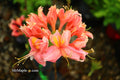 - Azalea 'Vineland #13’ Red Flowering Azalea Native - Mr Maple │ Buy Japanese Maple Trees