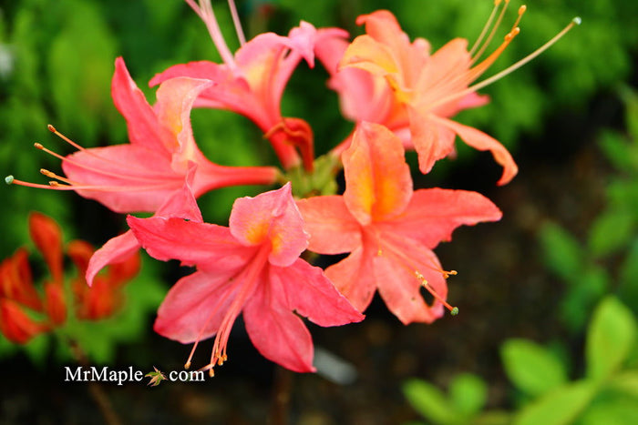 - Azalea 'Vineland #13’ Red Flowering Azalea Native - Mr Maple │ Buy Japanese Maple Trees