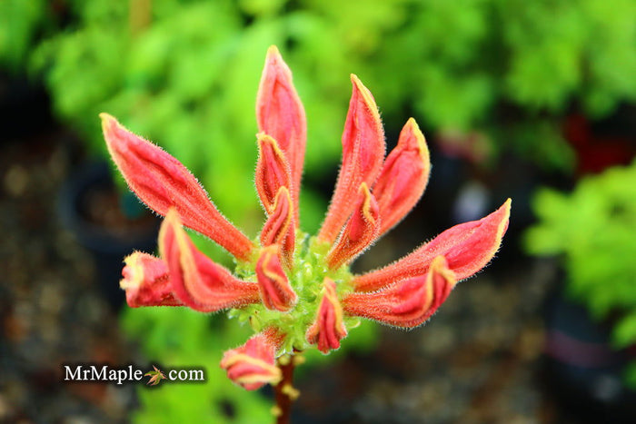 - Azalea 'Vineland #13’ Red Flowering Azalea Native - Mr Maple │ Buy Japanese Maple Trees