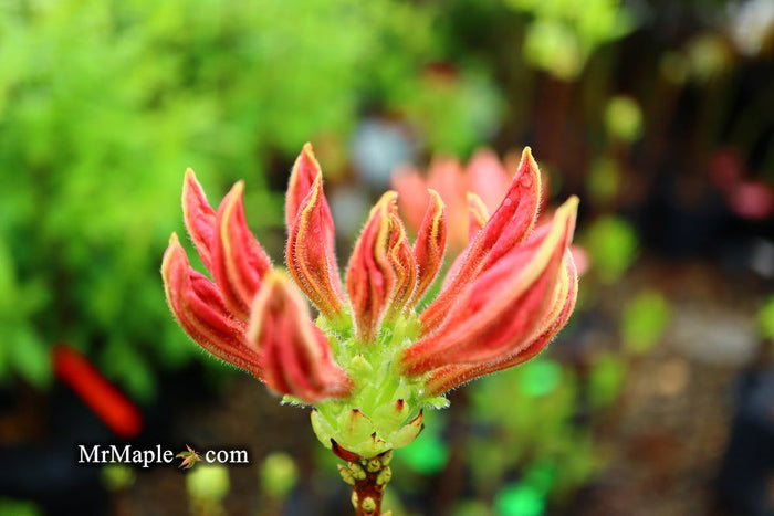 - Azalea 'Vineland #13’ Red Flowering Azalea Native - Mr Maple │ Buy Japanese Maple Trees