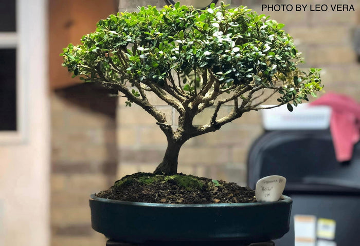- Buxus microphylla 'Morris Midget' Dwarf Boxwood - Mr Maple │ Buy Japanese Maple Trees