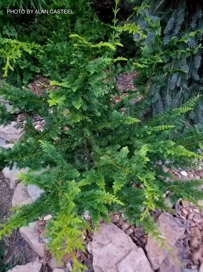 - Chamaecyparis obtusa 'Fernspray Gold' Hinoki Cypress - Mr Maple │ Buy Japanese Maple Trees