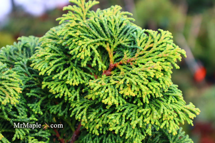 - Chamaecyparis obtusa 'Kosteri' Dwarf Hinoki Cypress - Mr Maple │ Buy Japanese Maple Trees