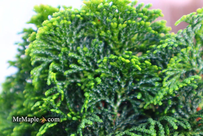 - Chamaecyparis obtusa 'Kosteri' Dwarf Hinoki Cypress - Mr Maple │ Buy Japanese Maple Trees