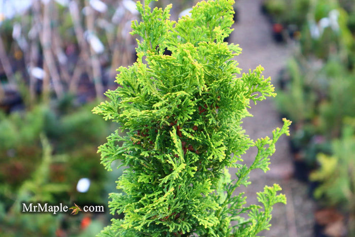 - Chamaecyparis obtusa 'Little Markey' Dwarf Hinoki Cypress - Mr Maple │ Buy Japanese Maple Trees