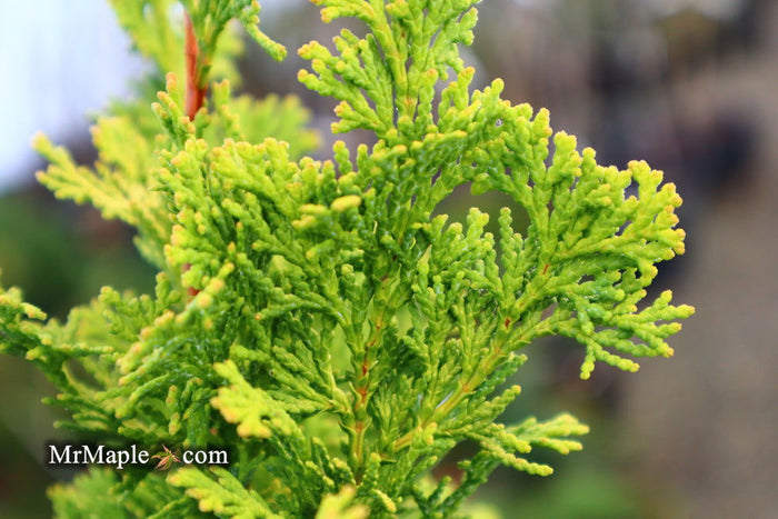 - Chamaecyparis obtusa 'Little Markey' Dwarf Hinoki Cypress - Mr Maple │ Buy Japanese Maple Trees