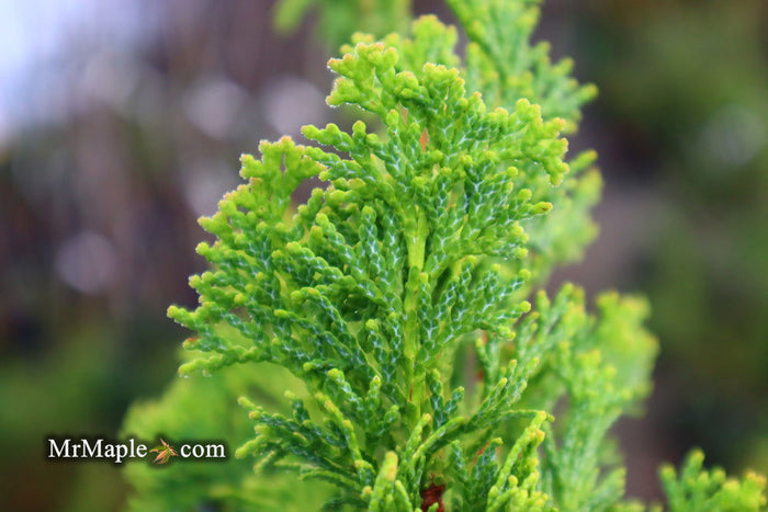 - Chamaecyparis obtusa 'Little Markey' Dwarf Hinoki Cypress - Mr Maple │ Buy Japanese Maple Trees