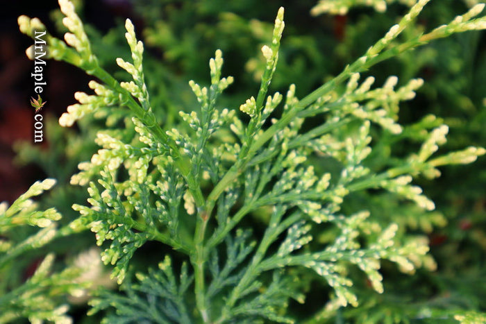 - Chamaecyparis obtusa 'Mariesii' Dwarf Hinoki Cypress - Mr Maple │ Buy Japanese Maple Trees