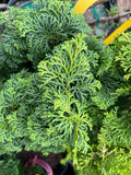 - Chamaecyparis obtusa 'Tempelhof' Dwarf Hinoki Cypress - Mr Maple │ Buy Japanese Maple Trees