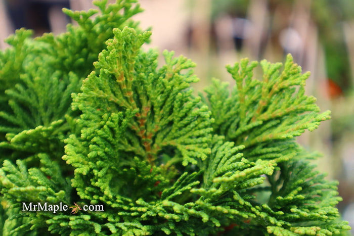 - Chamaecyparis obtusa 'Tempelhof' Dwarf Hinoki Cypress - Mr Maple │ Buy Japanese Maple Trees