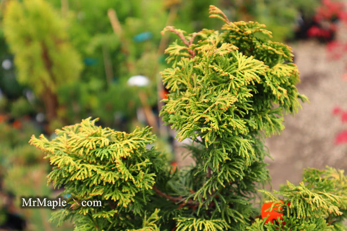 - Chamaecyparis obtusa 'Verdoni' Dwarf Hinoki Cypress - Mr Maple │ Buy Japanese Maple Trees