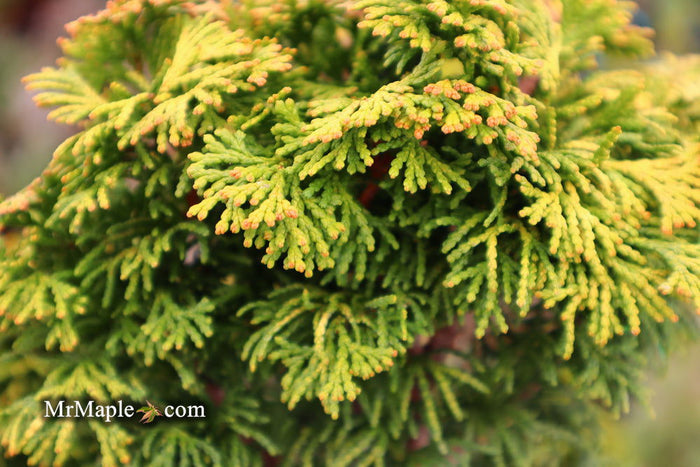 - Chamaecyparis obtusa 'Verdoni' Dwarf Hinoki Cypress - Mr Maple │ Buy Japanese Maple Trees
