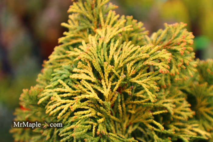 - Chamaecyparis obtusa 'Verdoni' Dwarf Hinoki Cypress - Mr Maple │ Buy Japanese Maple Trees