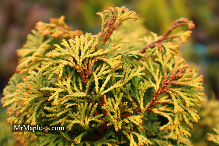 - Chamaecyparis obtusa 'Verdoni' Dwarf Hinoki Cypress - Mr Maple │ Buy Japanese Maple Trees